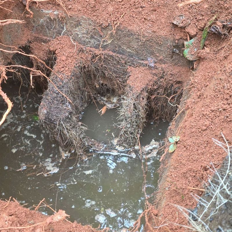 Mass of tree roots growing inside a septic tank