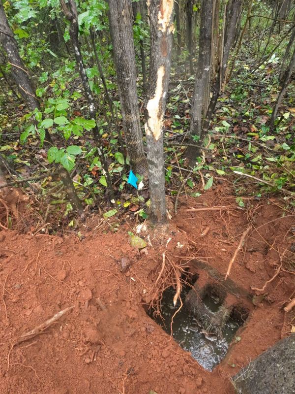 Septic tank opening uncovered on a wooded lot, with tree roots hanging into it